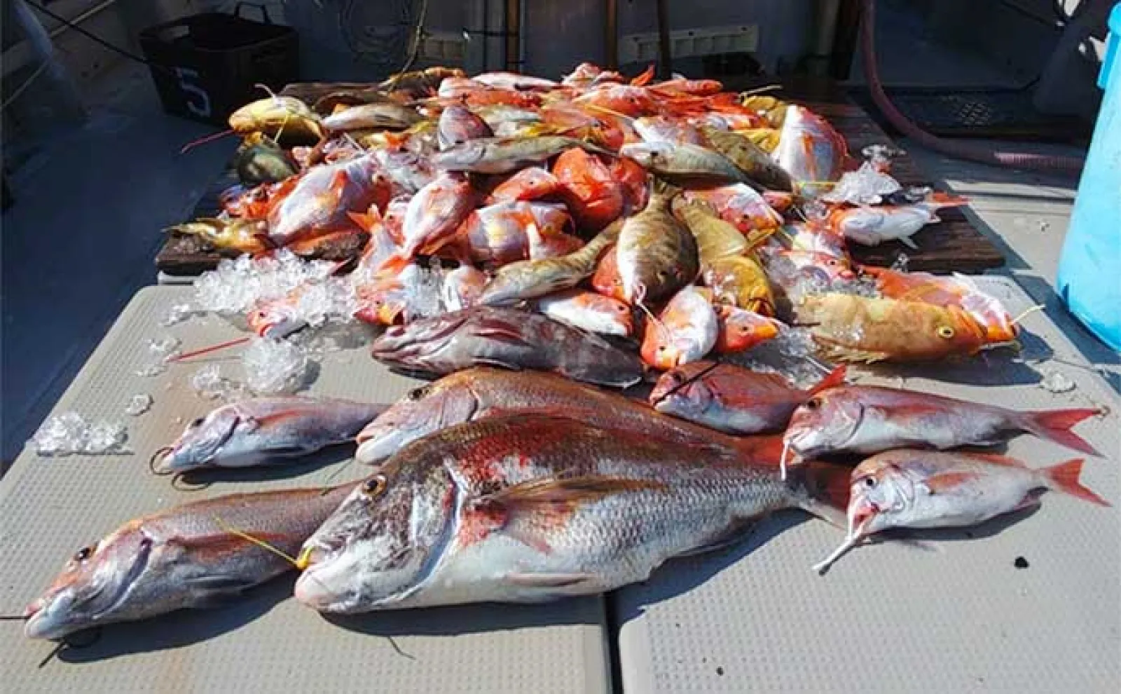 【船釣り釣果速報】鷹島沖タイラバ五目釣りでマダイにハタ類など多彩(長崎・佐賀)