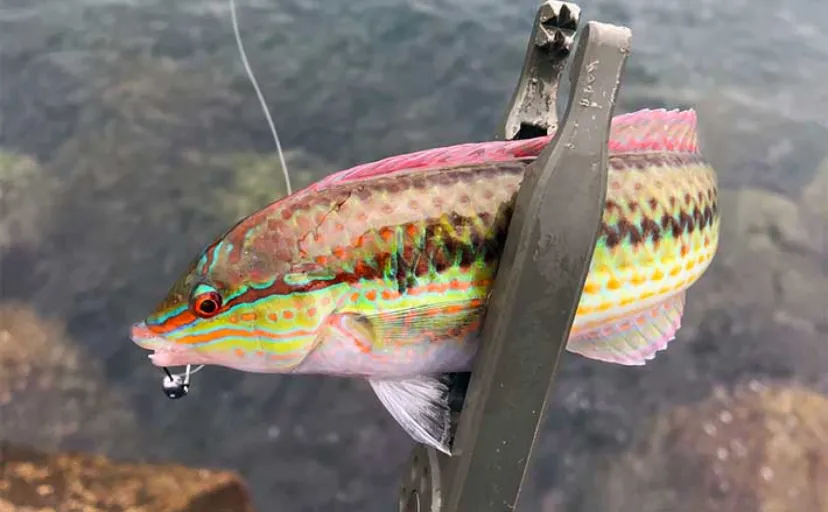 夏の堤防釣りで釣れる【ゲスト魚と本命魚】を知ろう　毒魚にはくれぐれもご注意を