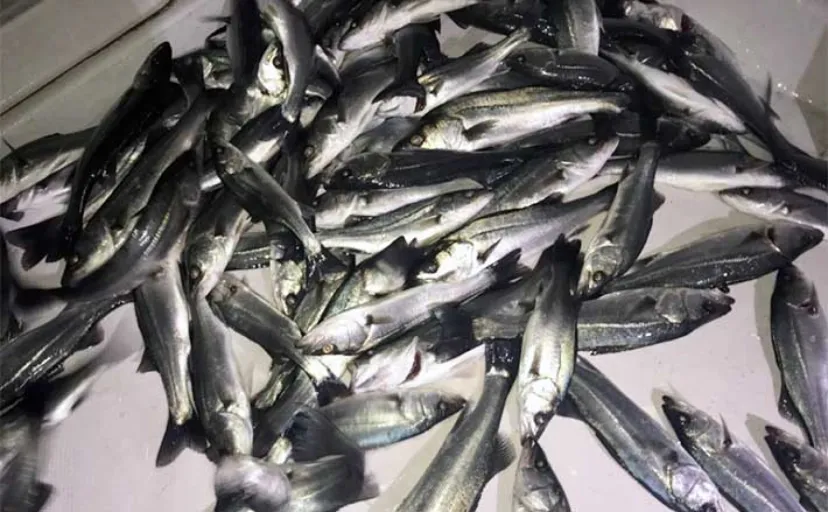 【ボートルアーシーバス釣りの魅力と難しさ】 数が釣れるから初級者が腕を磨くのに最適