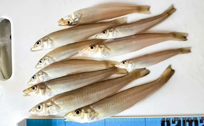 香良洲海岸での投げキス釣りで16cm頭に10匹【三重】シーズン開幕間近か