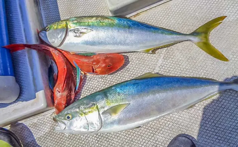 タイラバ釣行でマダイ不発もワラサ連発【愛知】PE0.8号にリーダー3号でキャッチ成功