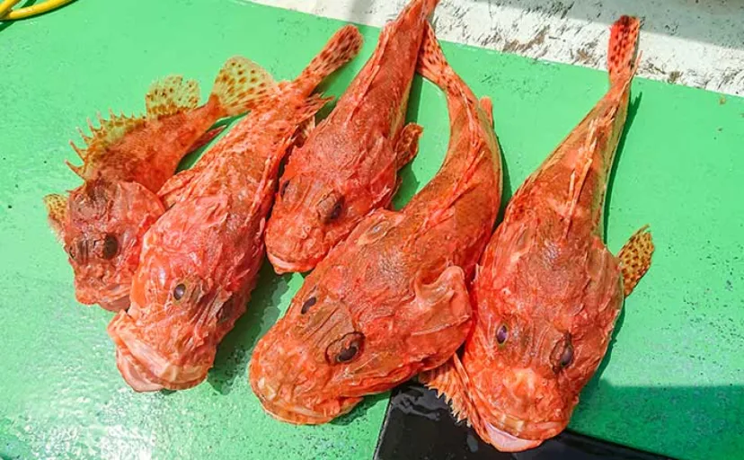 中深海釣りでオニカサゴ5匹にアヤメカサゴ7匹をキャッチ【三重・大宏丸】