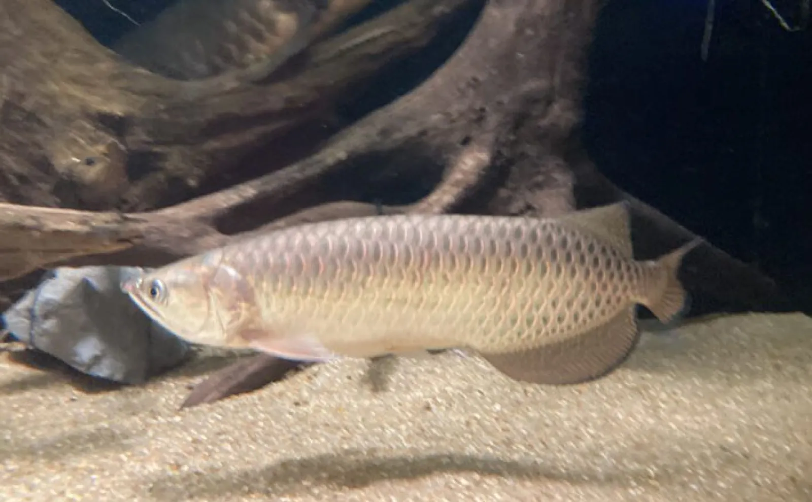 古代魚7匹セット売りアロワナオスカー等 白亜紀から地球を見守る古代魚「アロワナ」 優雅に水槽を泳ぐ神秘的な