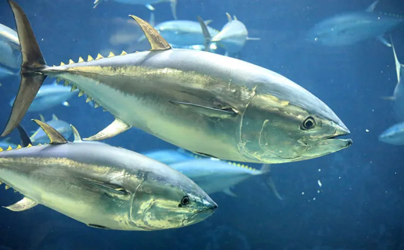 日本で獲れる【マグロ属】は５種類　標準和名にマグロと付くのはクロマグロだけ