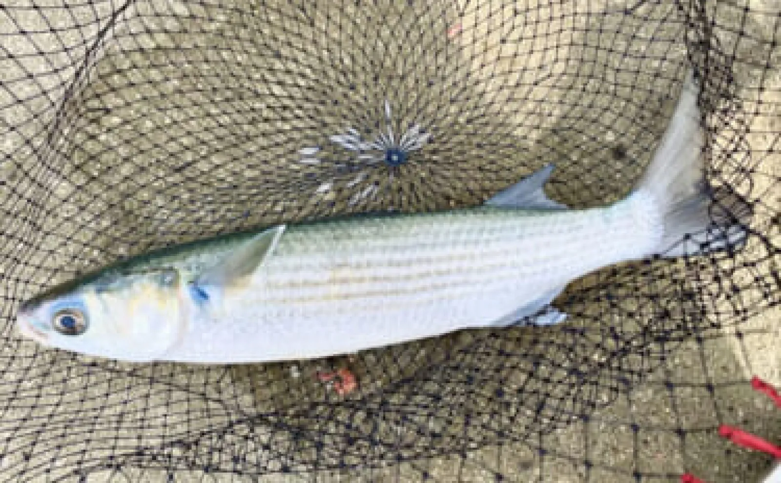 釣り人から敬遠されがちな「ボラ」　実は世界的に重要な食用魚