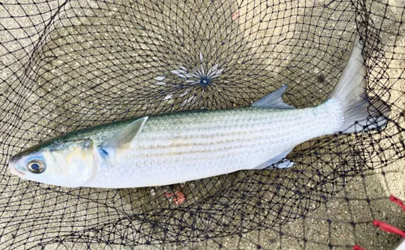 釣り人から敬遠されがちな「ボラ」　実は世界的に重要な食用魚