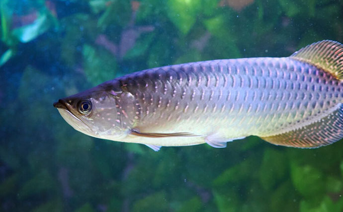 白亜紀から地球を見守る古代魚「アロワナ」 優雅に水槽を泳ぐ神秘的な