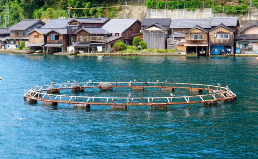 養殖魚がかかる病気の原因は【細菌・寄生虫・ウイルス】　ワクチン投与が有効か