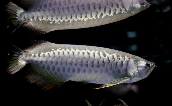 白亜紀から地球を見守る古代魚「アロワナ」 優雅に水槽を泳ぐ神秘的な