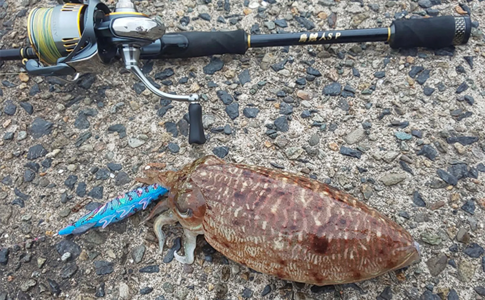 日本海陸っぱりエギングでコウイカを好捕【京都府】シャローの藻場がキーワード