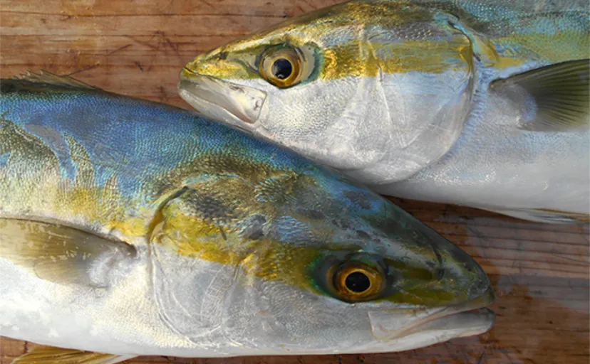 ちょっと変わった魚へんの漢字の話　貝で魚へんがつくのは「鮑（あわび）」だけ？