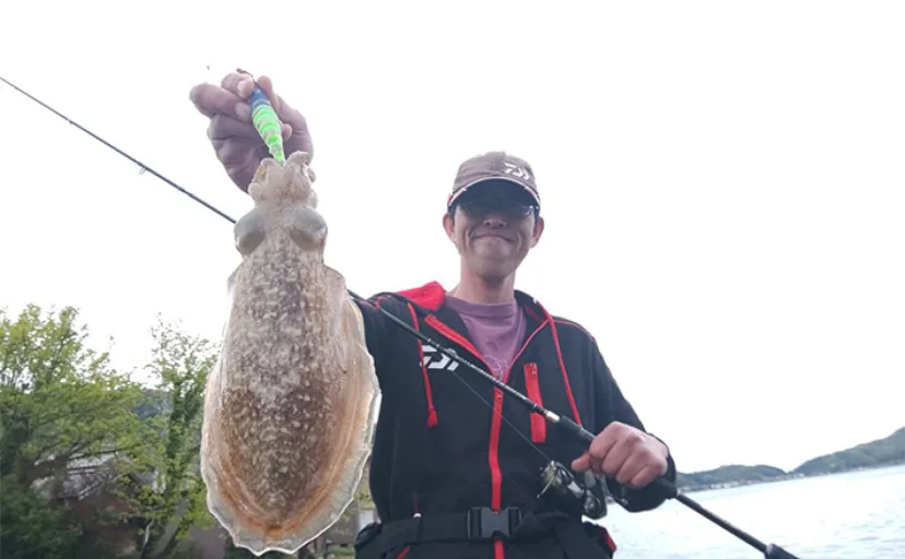 日本海陸っぱりエギングでコウイカを好捕【京都府】シャローの藻場がキーワード