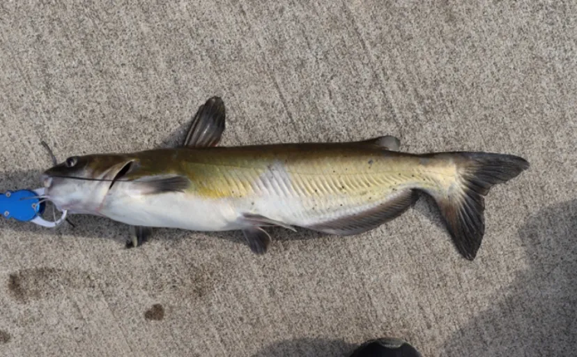 いよいよ琵琶湖に侵入した超有害外来魚「アメリカナマズ」　釣り人が出来ることとは？
