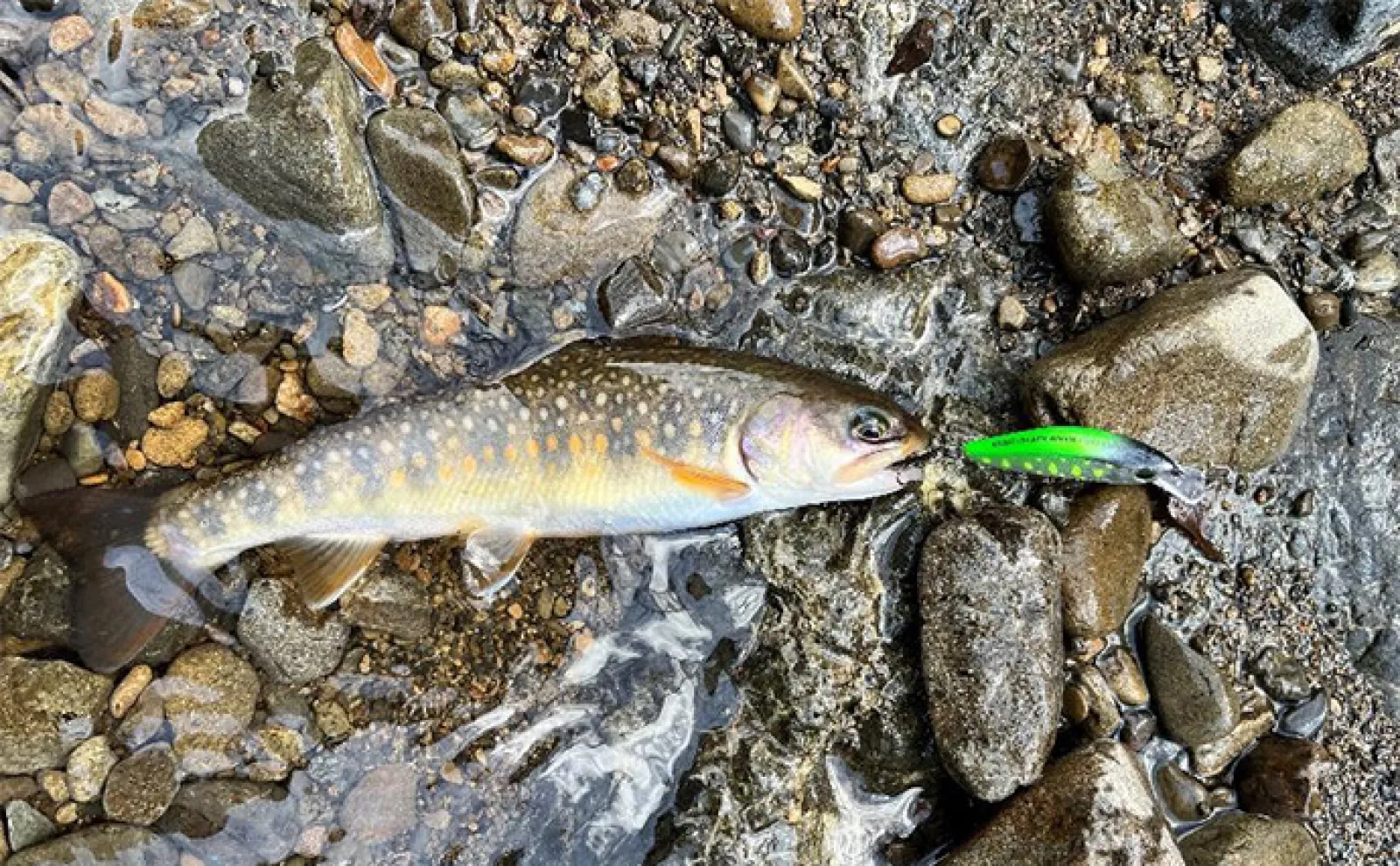 十津川水系での渓流ルアー釣行で良型イワナ&アマゴをキャッチ【奈良】