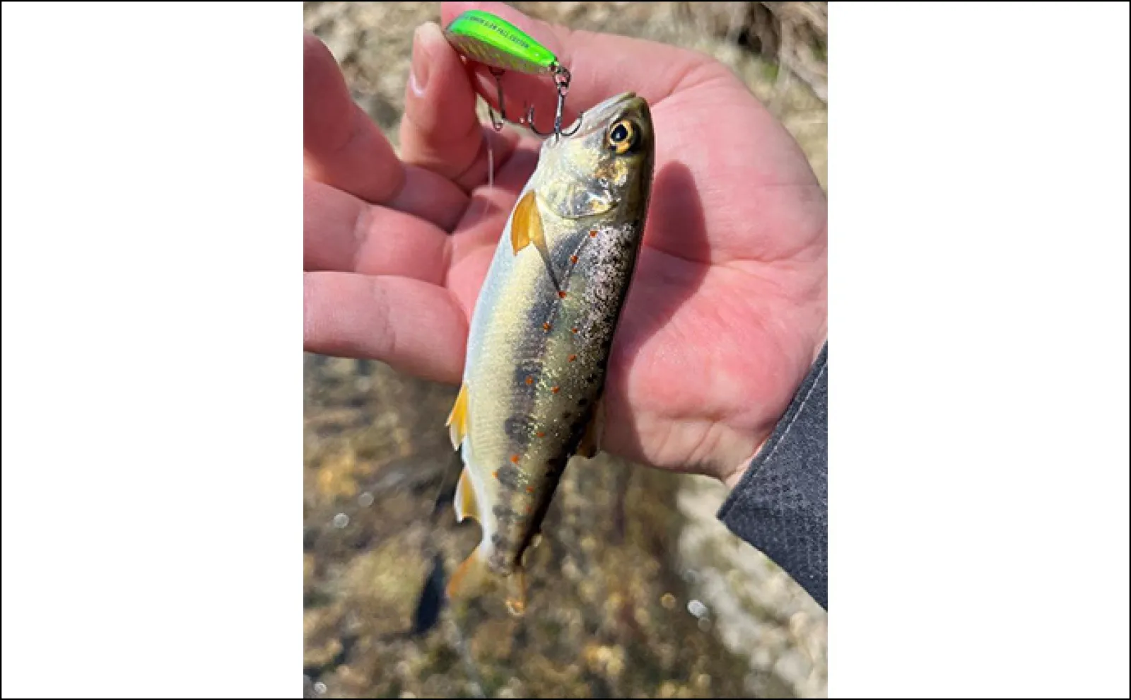 十津川水系での渓流ルアー釣行で良型イワナ&アマゴをキャッチ【奈良】