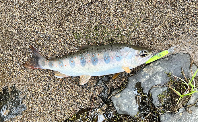 渓流、菅釣りルアー計44個 EVERGREEN】渓流ルアー”ネルメッツォ50FS”他、入荷アイテムご紹介