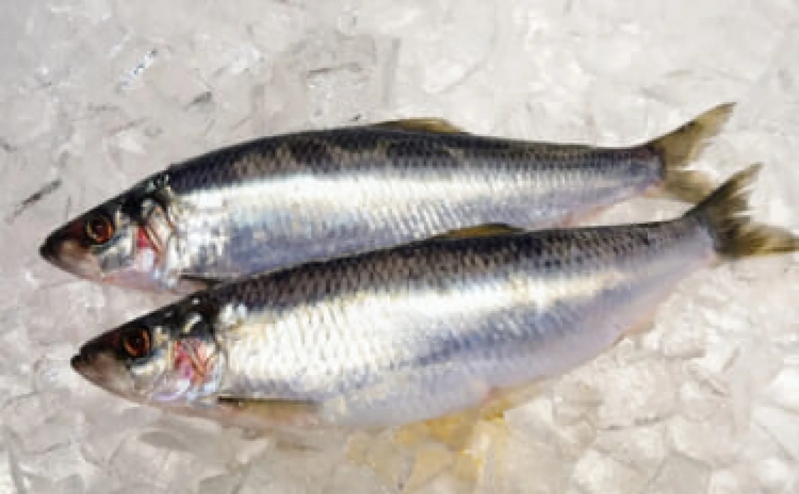 ニシンの漢字が魚へん「非」である理由は【単なる魚ではない価値があったから】