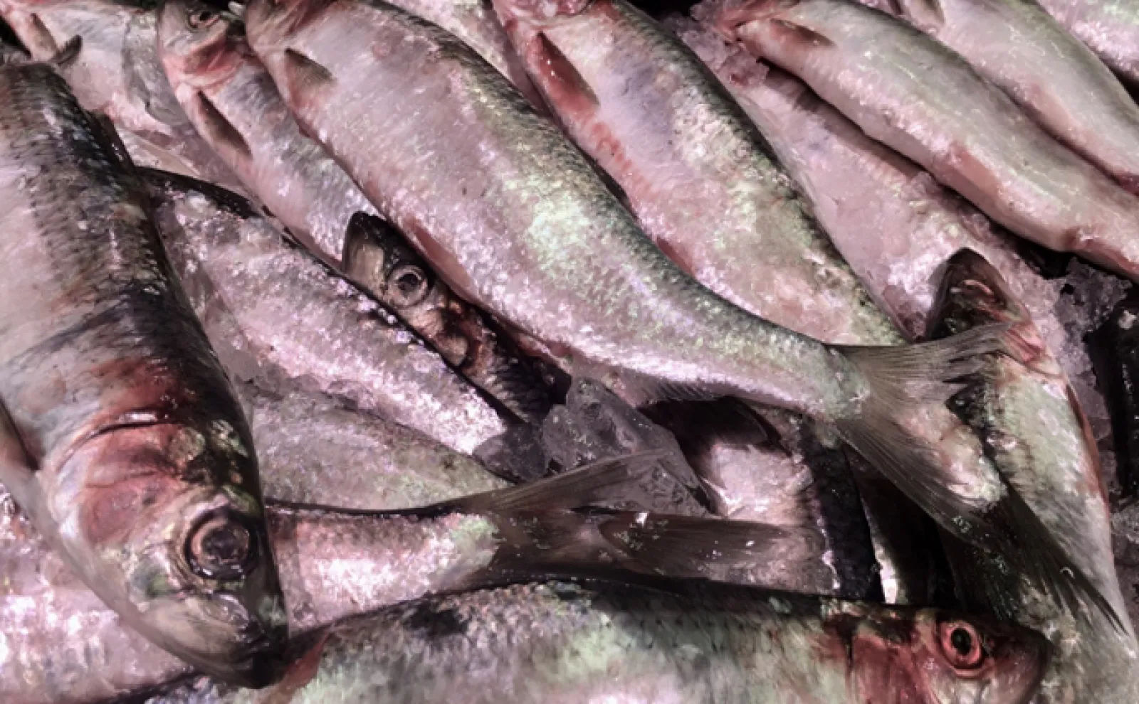 ニシンの漢字が魚へん「非」である理由は【単なる魚ではない価値があったから】