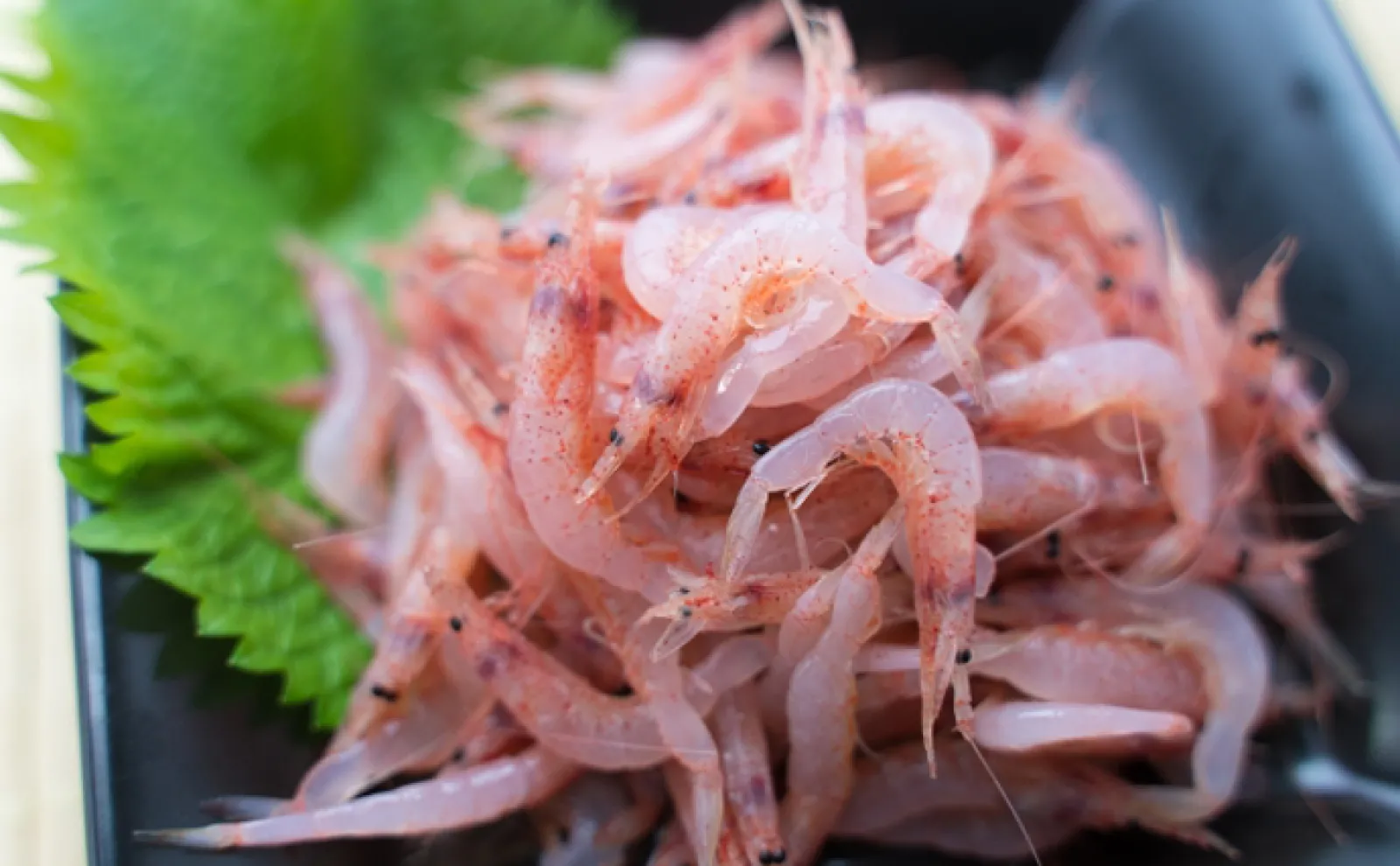 駿河湾のサクラエビ漁獲量が回復傾向 理由は徹底した資源量の管理にあり
