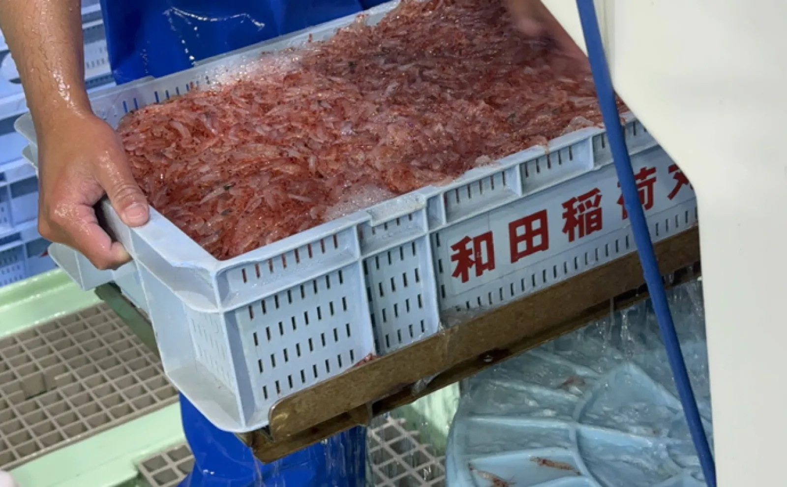 駿河湾のサクラエビ漁獲量が回復傾向 理由は徹底した資源量の管理にあり
