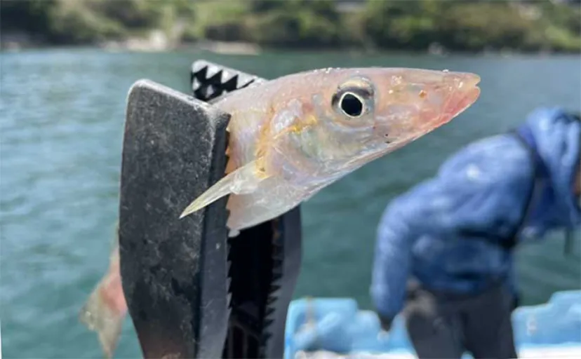 キス（シロギス）の泳がせ釣りで大型魚を狙おう【活きエサとしての特徴と注意点を解説】
