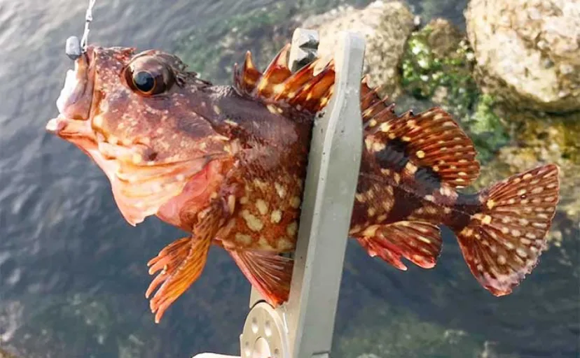 「実は初夏は魚を釣りづらい」 陸のライトルアー釣りはタチウオまで休閑期か
