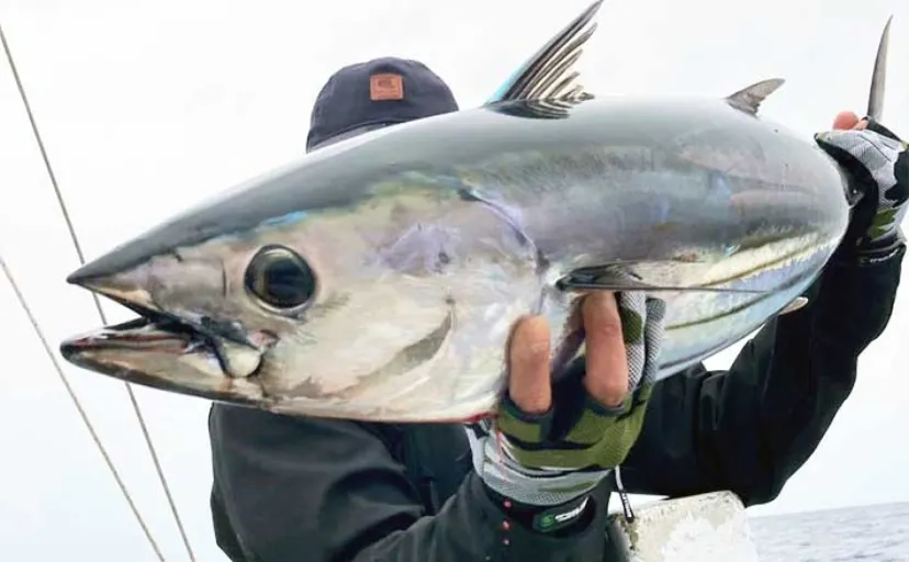 【沖釣り釣果速報】トンボ＆カツオを狙う通称「トンカツ便」が絶好調！（三重）