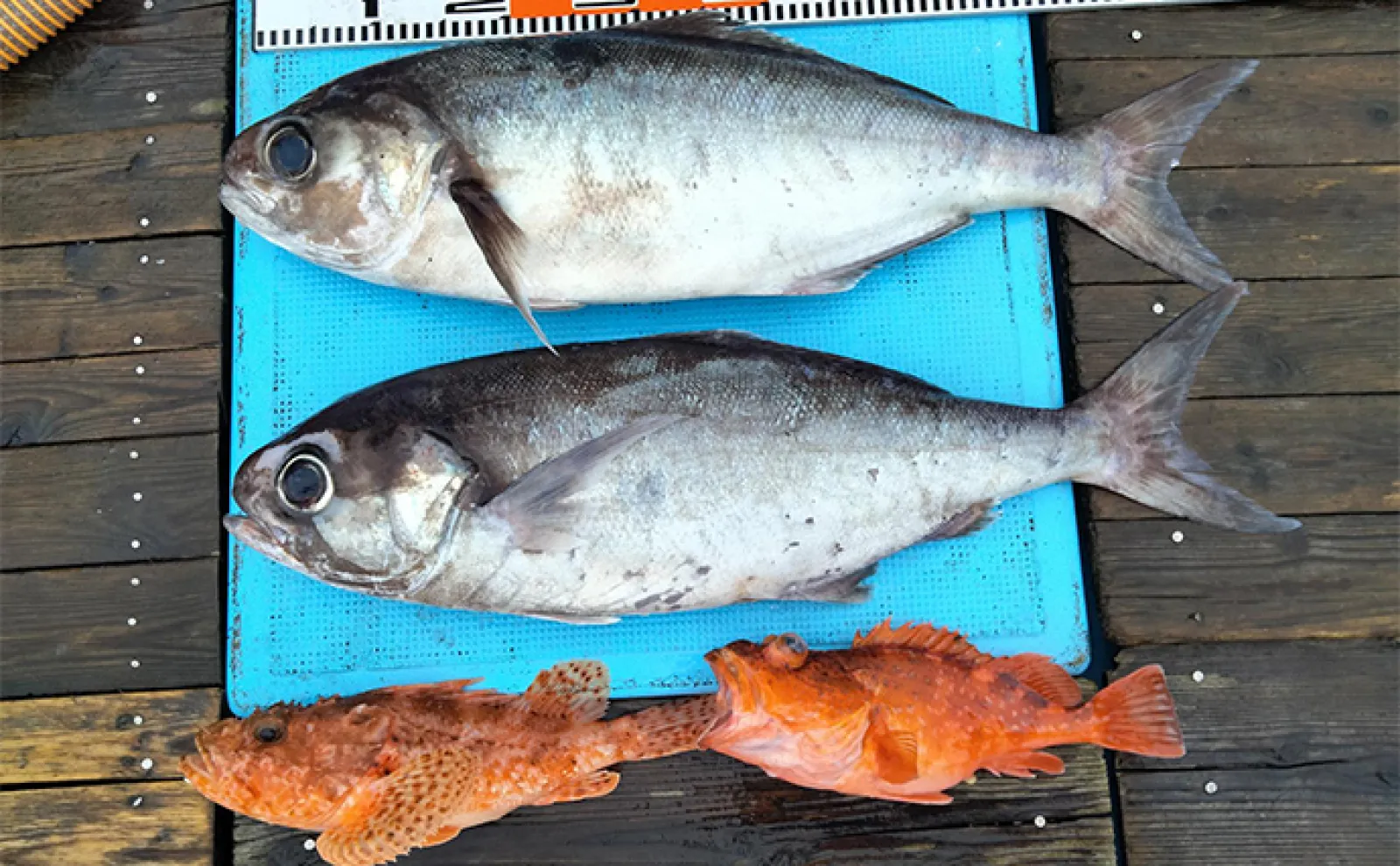 【船釣り釣果速報】大山沖でボリューム満点ジャンボイサキが絶好調(愛知)