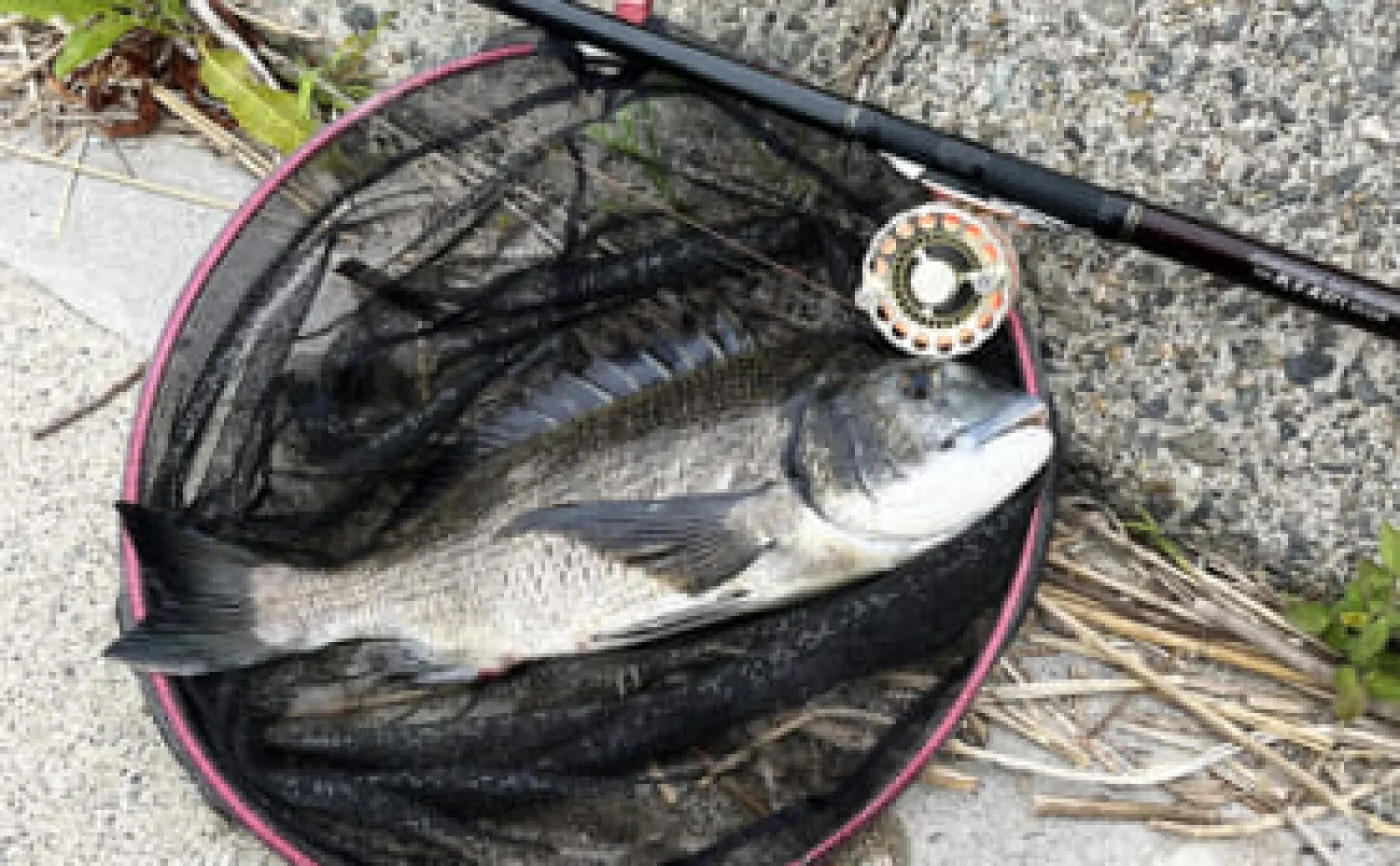 木曽川下流での前打ち釣りで47cm筆頭に良型クロダイ連打【三重】岩カニにアタリ頻発