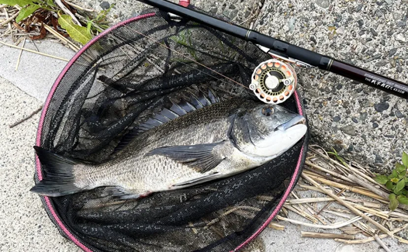 木曽川下流での前打ち釣りで47cm筆頭に良型クロダイ連打【三重】岩カニにアタリ頻発