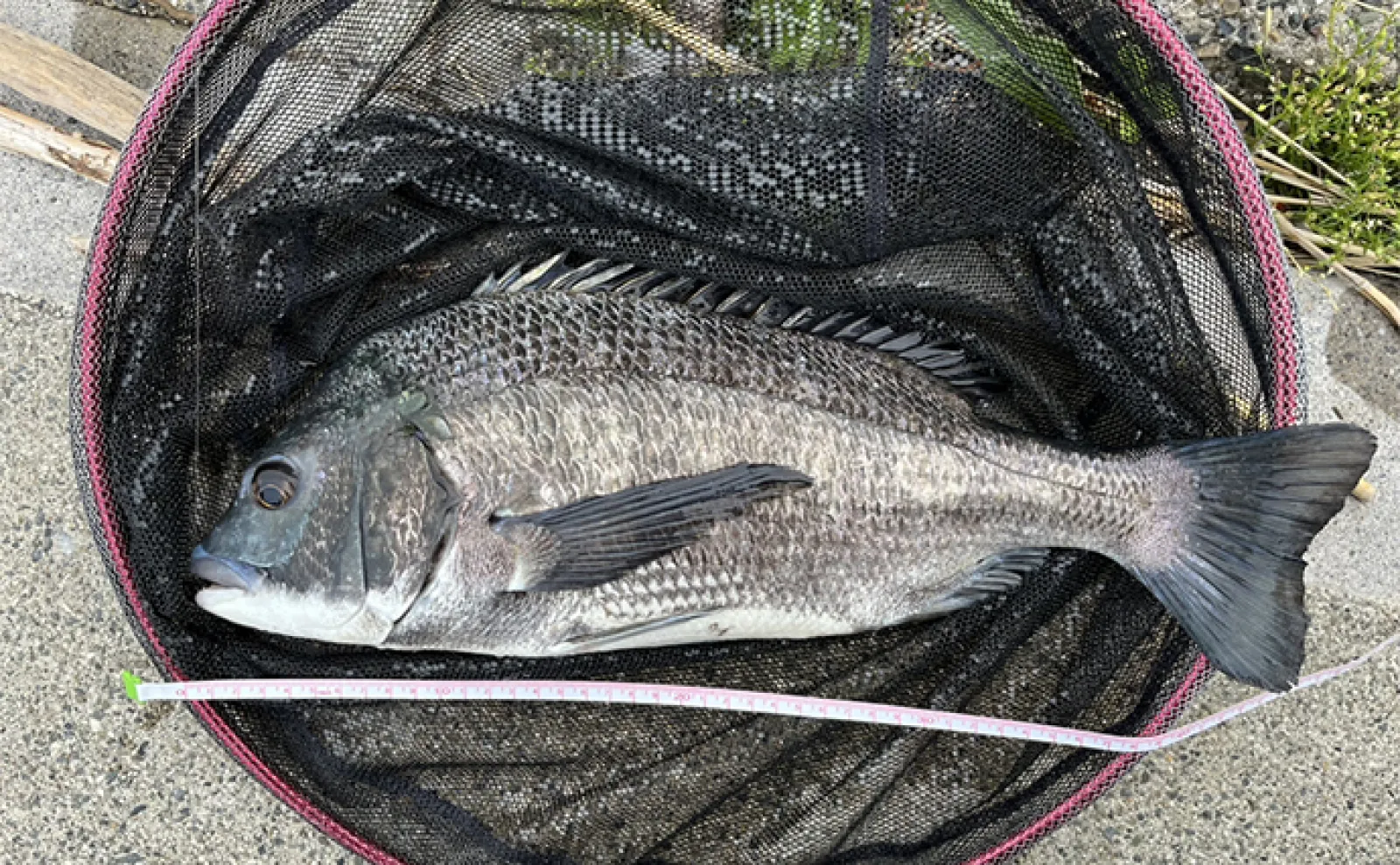 木曽川下流での前打ち釣りで47cm筆頭に良型クロダイ連打【三重】岩カニにアタリ頻発