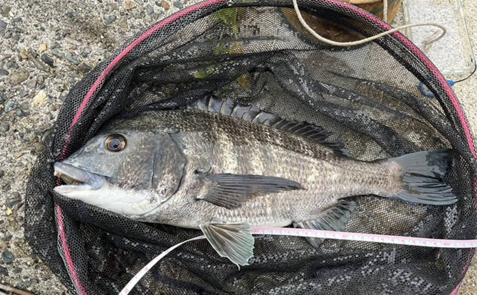 木曽川下流での前打ち釣りで47cm筆頭に良型クロダイ連打【三重】岩カニにアタリ頻発