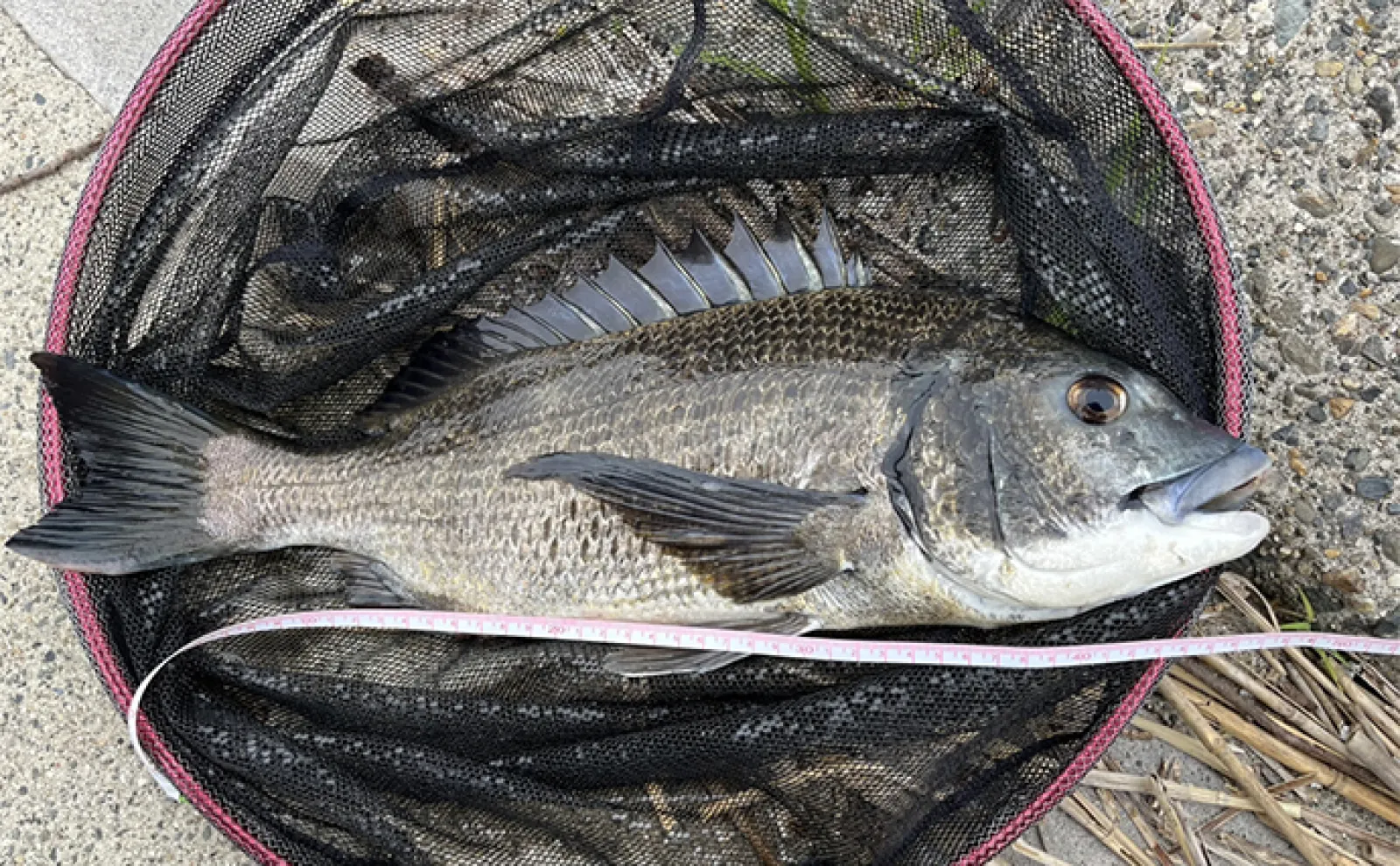 木曽川下流での前打ち釣りで47cm筆頭に良型クロダイ連打【三重】岩カニにアタリ頻発