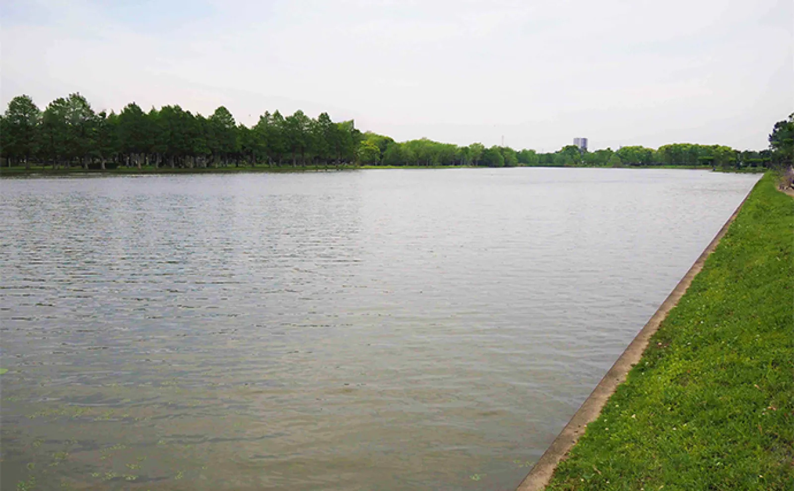 水元公園でのテナガエビ釣りで6cm級本命12尾【東京】今後はサイズアップに期待