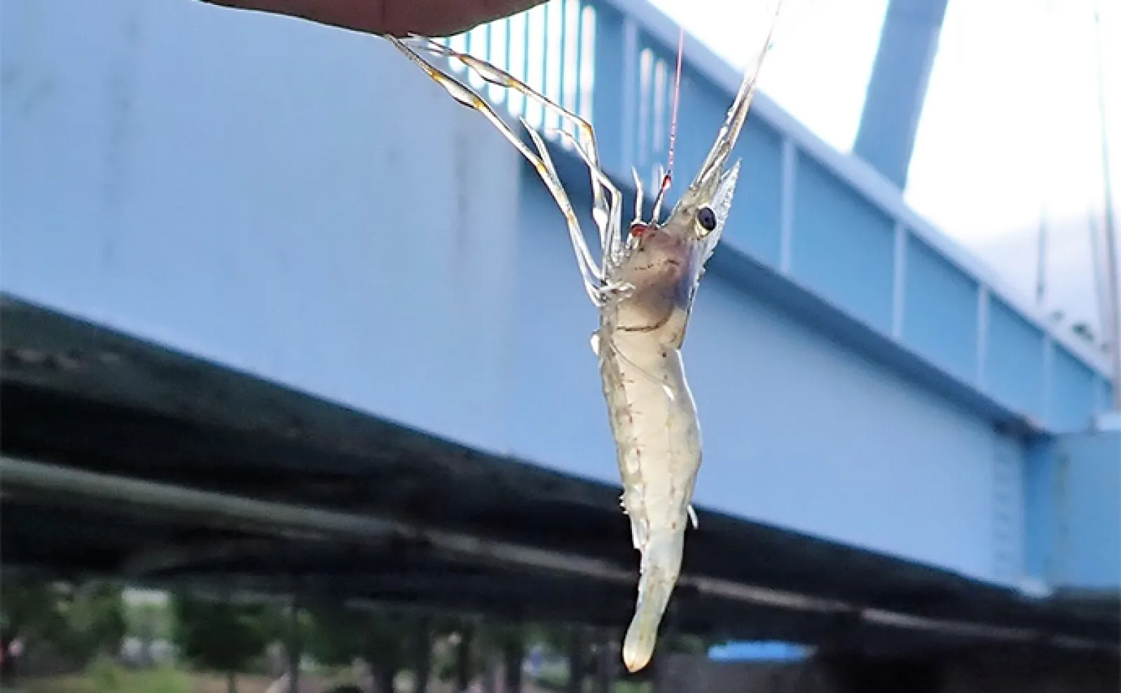 水元公園でのテナガエビ釣りで6cm級本命12尾【東京】今後はサイズアップに期待