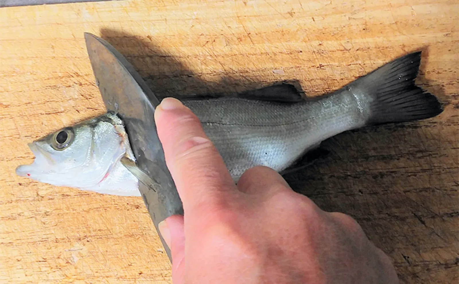 釣魚で作る「ビールのつまみ」レシピ:セイゴの青じそ揚げ 打ち粉で脂はね防止