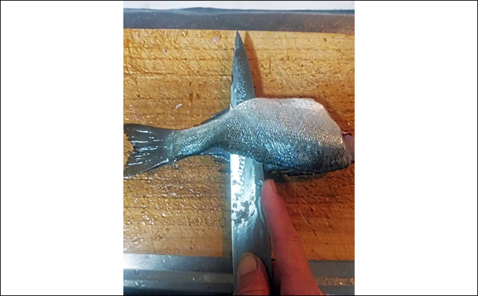 釣魚で作る「ビールのつまみ」レシピ:セイゴの青じそ揚げ 打ち粉で脂はね防止