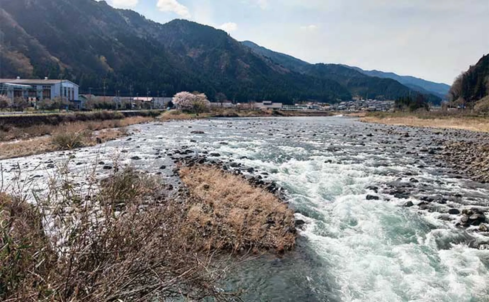 鮎(アユ)友釣りオススメ河川ガイド2024:長良川・郡上【岐阜】ポイントは無数にあり