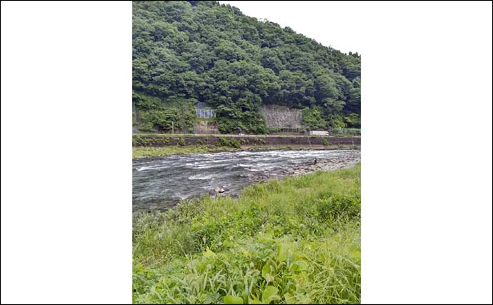 鮎(アユ)友釣りオススメ河川ガイド2024:長良川・郡上【岐阜】ポイントは無数にあり