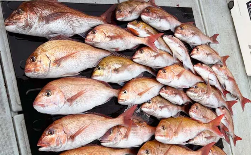 【船釣り釣果速報】鷹巣沖の半日便でマダイ30匹と数釣りチャンス（福井）