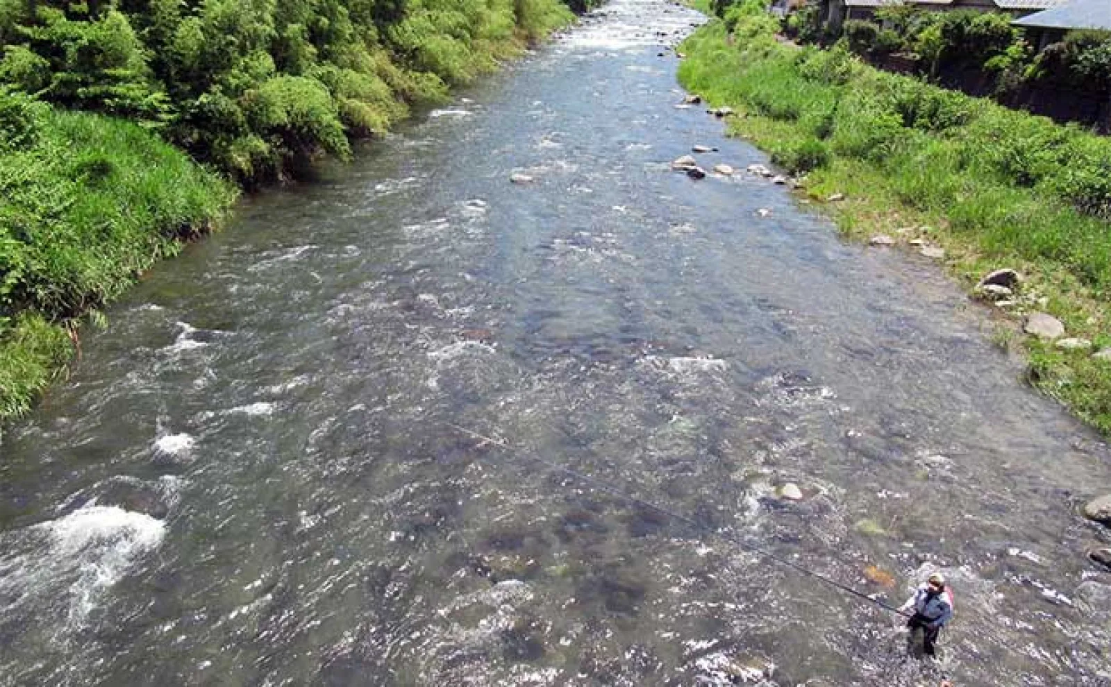 鮎(アユ)友釣りオススメ河川ガイド2024:静岡県【狩野川】トモ釣り発祥の地
