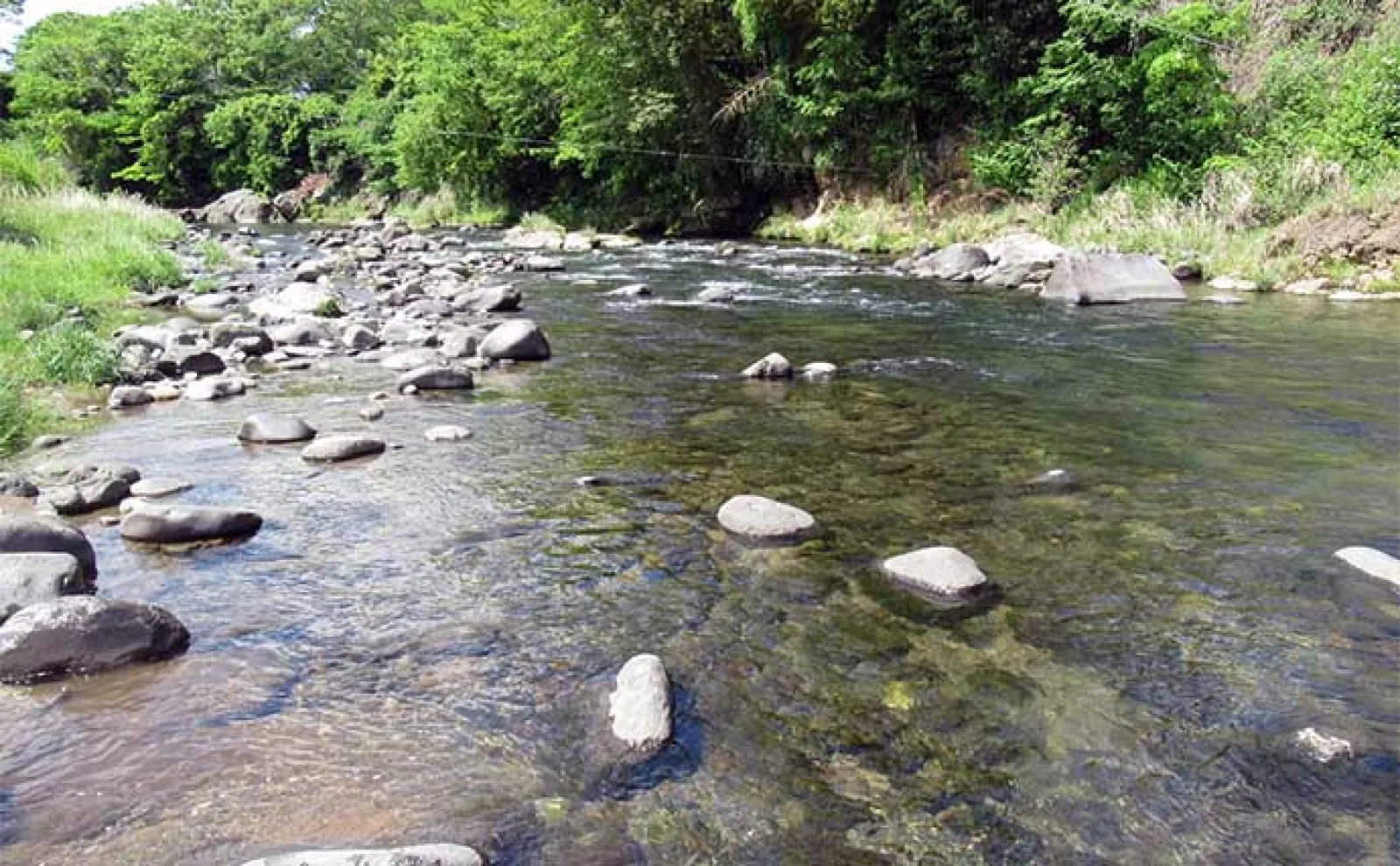鮎(アユ)友釣りオススメ河川ガイド2024:静岡県【狩野川】トモ釣り発祥の地