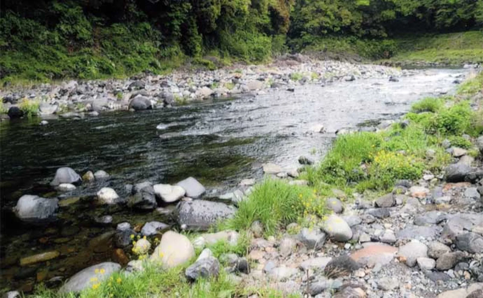 鮎（アユ）友釣りオススメ河川ガイド2024：桂川水系【山梨】大型の数釣りができる年も