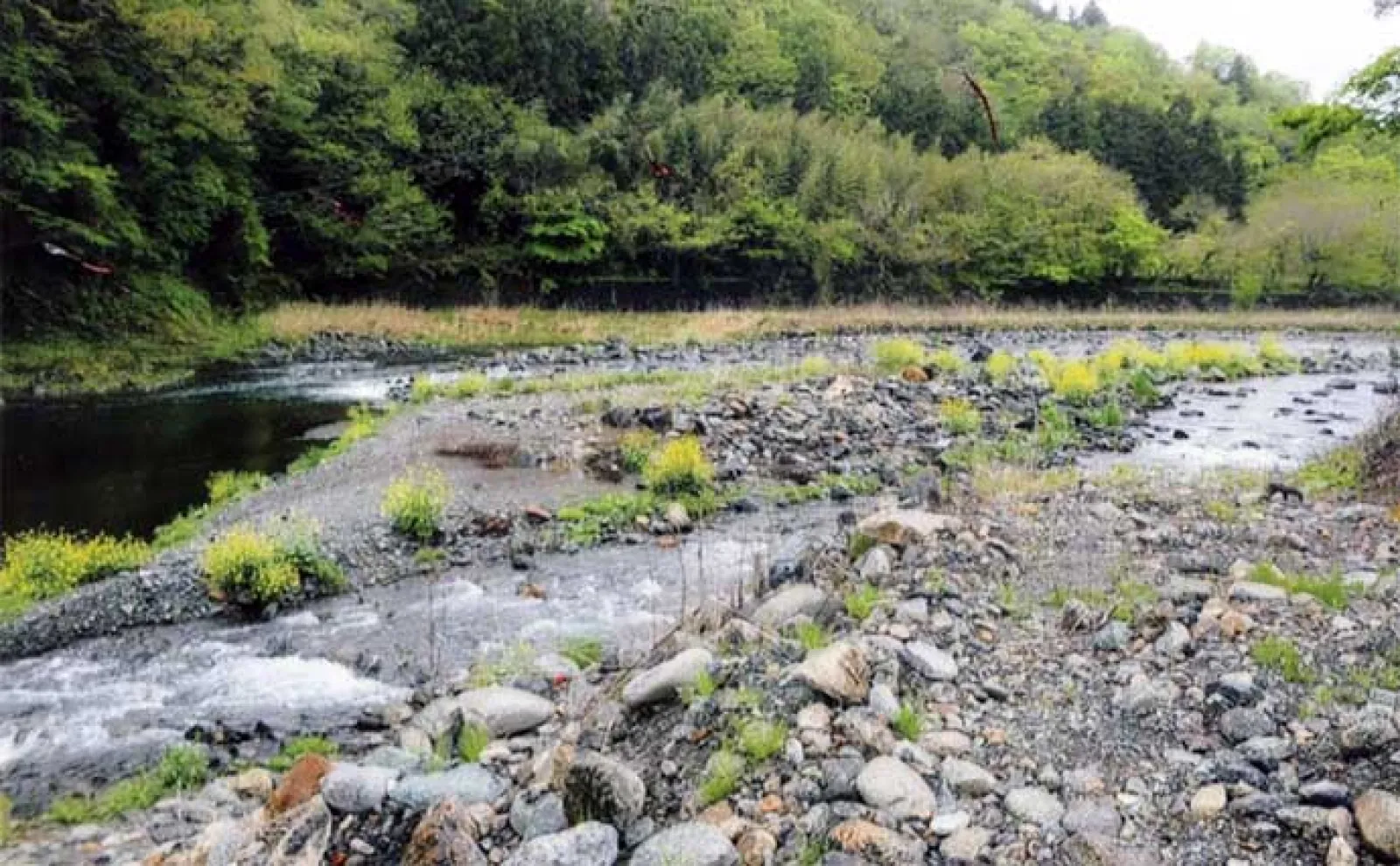 鮎（アユ）友釣りオススメ河川ガイド2024：桂川水系【山梨】大型の数釣りができる年も