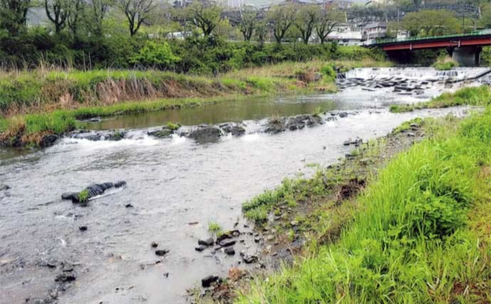 鮎（アユ）友釣りオススメ河川ガイド2024：桂川水系【山梨】大型の数釣りができる年も