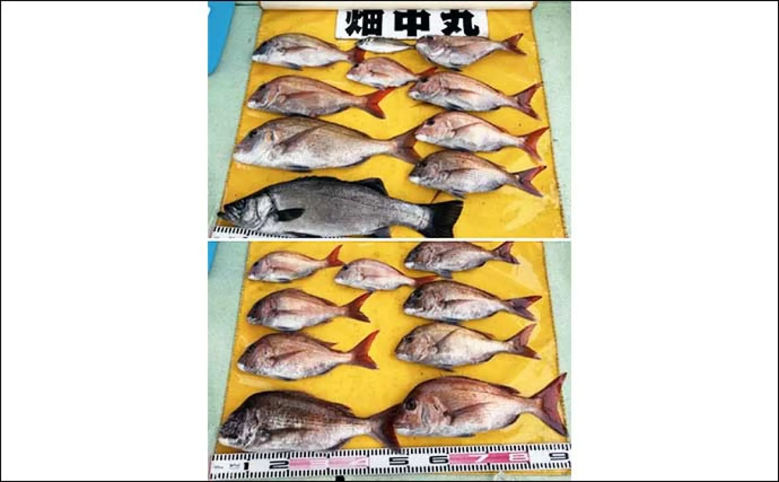 関西エリアの【船釣り特選釣果】 明石エリアのエギタコ釣りでマダコ好調ヒット中