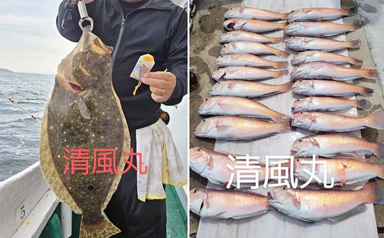 関西エリアの【船釣り特選釣果】 明石エリアのエギタコ釣りでマダコ好調ヒット中