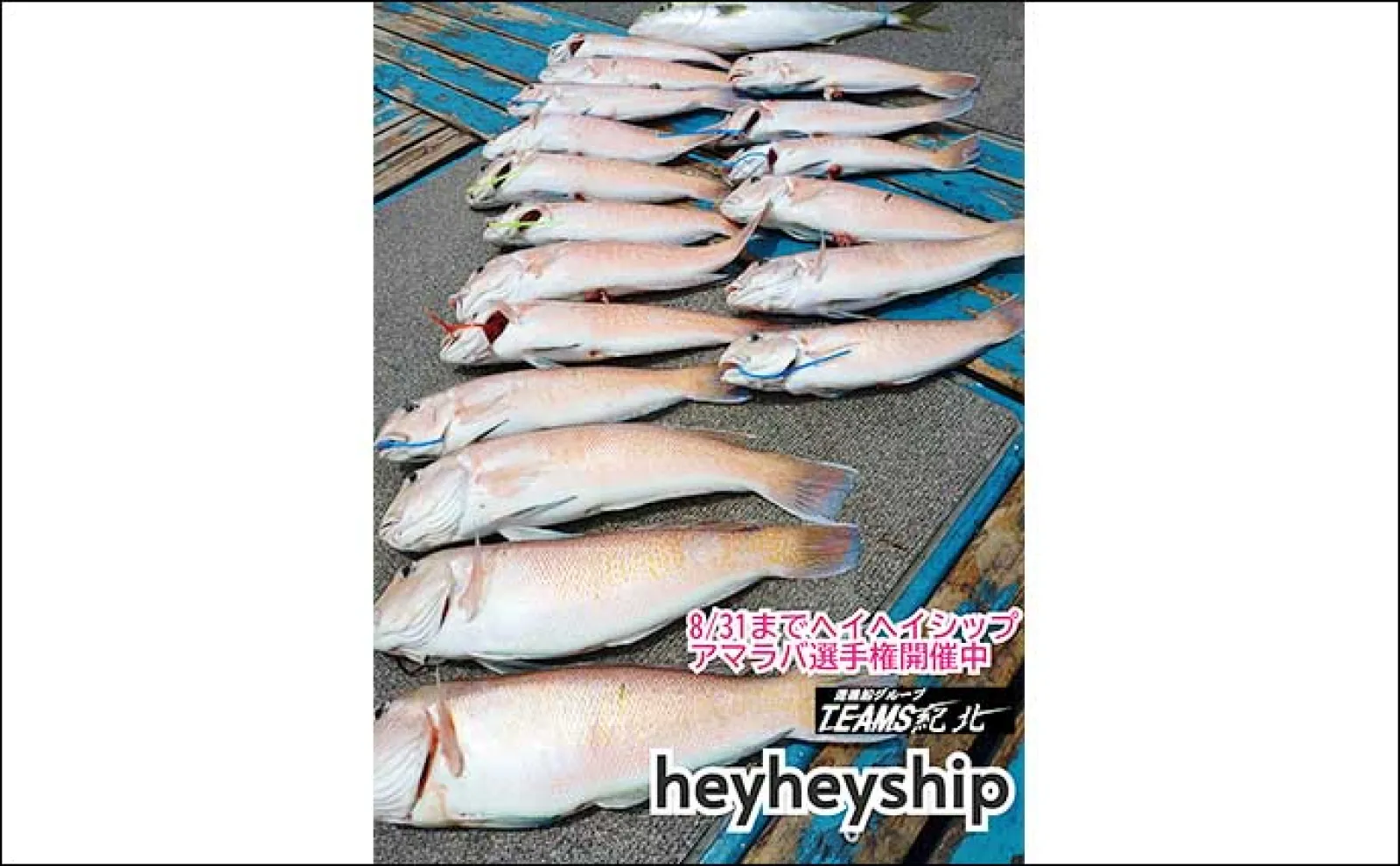 関西エリアの【船釣り特選釣果】 明石エリアのエギタコ釣りでマダコ好調ヒット中