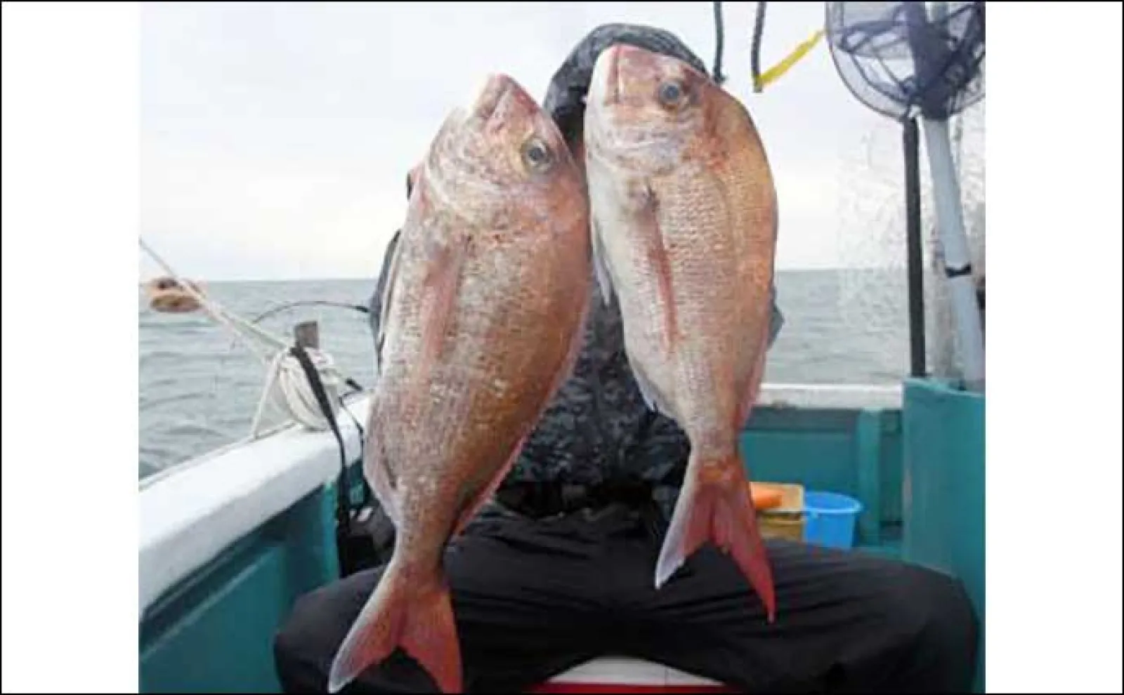 関西エリアの【船釣り特選釣果】 明石エリアのエギタコ釣りでマダコ好調ヒット中