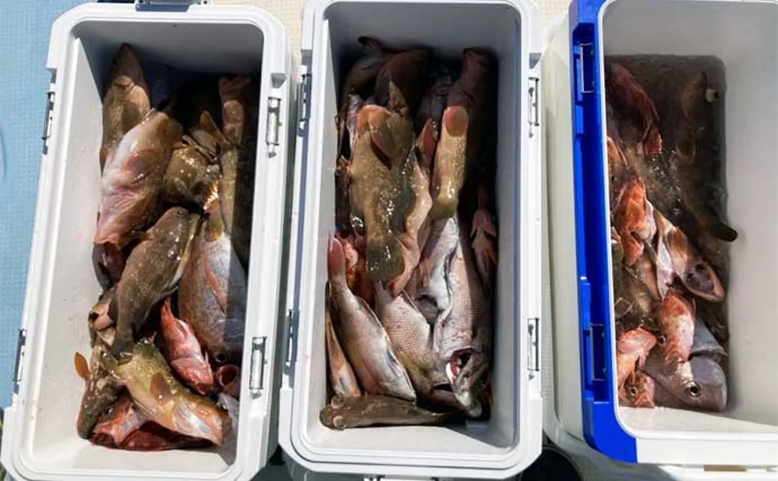 関西エリアの【船釣り特選釣果】 明石エリアのエギタコ釣りでマダコ好調ヒット中